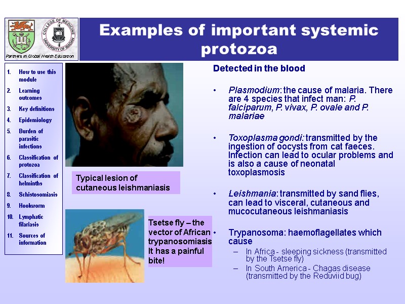 Examples of important systemic protozoa Detected in the blood  Plasmodium: the cause of